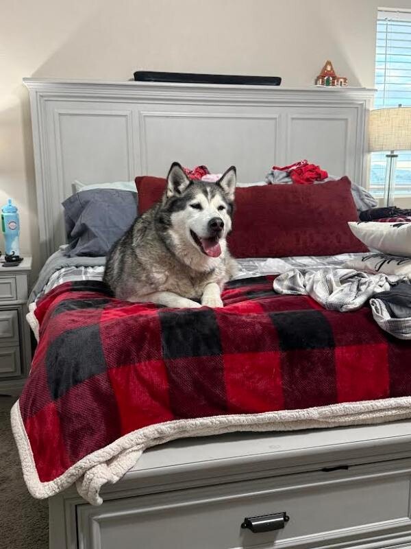 Picture of the Animal Listed